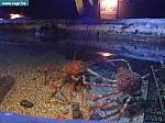 sea life 021.jpg