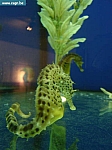 sea life 030.jpg