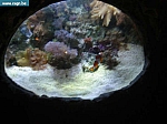 sea life 064.jpg