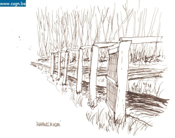 hoornerkooi1.jpg